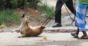 Kerala dog culling