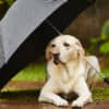 Hazards that monsoon brings for pets- mybigplunge