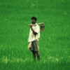 Indian Agri Economy gets Rs 1 lakh crore in Agriculture Infrastructure Fund