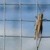 India deployed advanced technologies to control spread of locusts: PM Modi