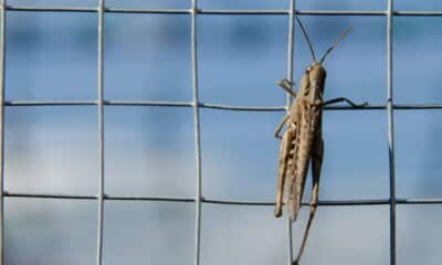 India deployed advanced technologies to control spread of locusts: PM Modi