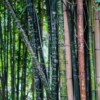 Government keen to develop and boost bamboo-based industry