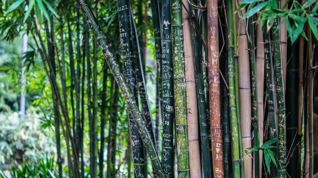 solid-bamboo-species-pillars-of-strength-bambu-batu