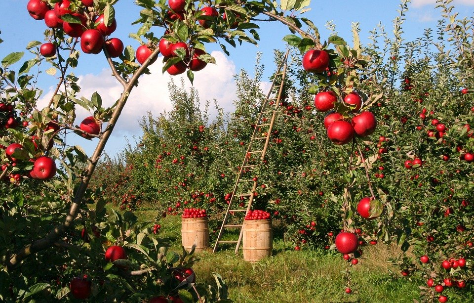 NCML to help grade apples in Kashmir, growers to get better market rates