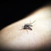 India records largest reduction in malaria cases in South-East Asia
