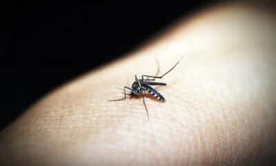 India records largest reduction in malaria cases in South-East Asia