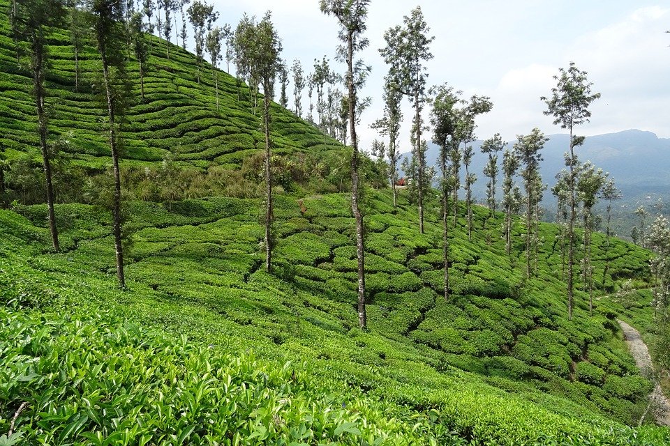 The central government has reached out to the Assam tea workers, in time for the assembly polls in the state, distributing Rs 3,000 each to 7.47 workers.