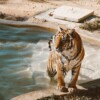 Reliance Industries to build world’s largest zoo in Gujarat