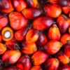 Golden Agri-Resources Leverages R&D to Draw on Palm Oil's Health Benefits