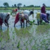 ICAR issues advisory to overcome impact of 2nd COVID wave on farm sector