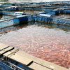 Aquaconnect partners with Alliance Insurance Brokers to provide insurance to shrimp farmers