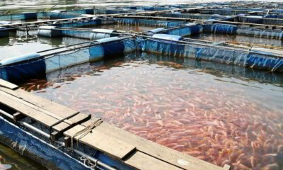 Aquaconnect partners with Alliance Insurance Brokers to provide insurance to shrimp farmers