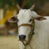 help desk for cows in UP
