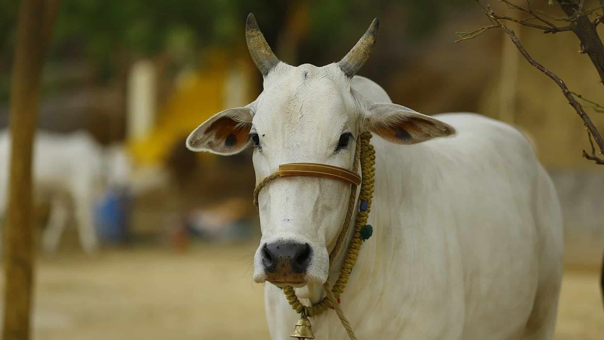 help desk for cows in UP
