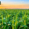 Agritech Startup FarMart Secures INR 17.7 Crore in Pre-Series A Led by Omidyar Network India and Avaana Capital