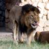 lions infected at Hyderabad Zoo