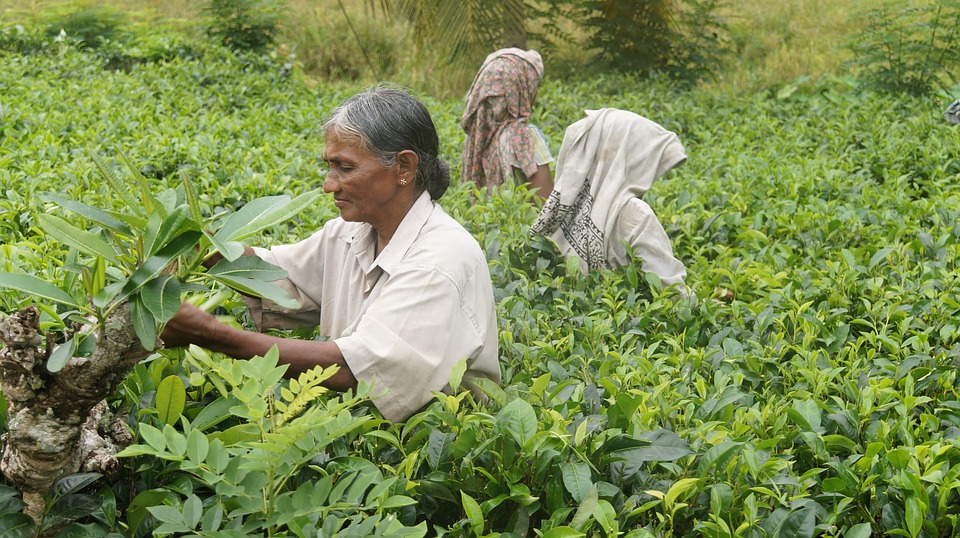 No hike in daily wages of tea plantation workers in Assam