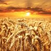 Punjab breaks previous records in wheat procurement for rabi season