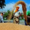 FCI, startups join hands to develop simple, handy grain-testing equipment