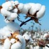 Seed industry raises flag on illegal cultivation of HT-Bt cotton, asks govt to take action