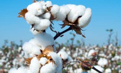 Seed industry raises flag on illegal cultivation of HT-Bt cotton, asks govt to take action