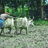 Jharkhand govt waives Rs 980 cr loan of 2.46L farmers