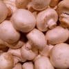 Arya set to train farmers in mushroom cultivation across India