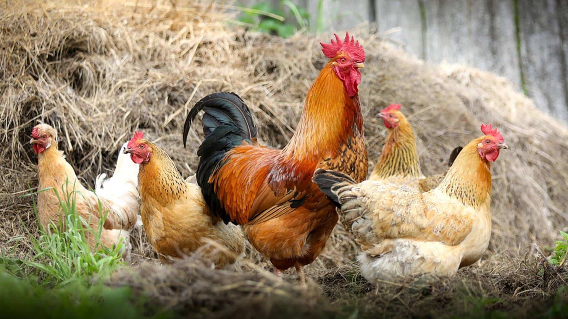Kerala vet doc gets patent for biodiesel from chicken waste