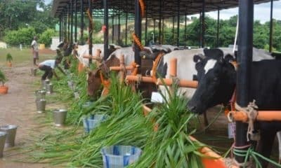 Web version of e-GOPALA app unveiled to aid dairy farmers
