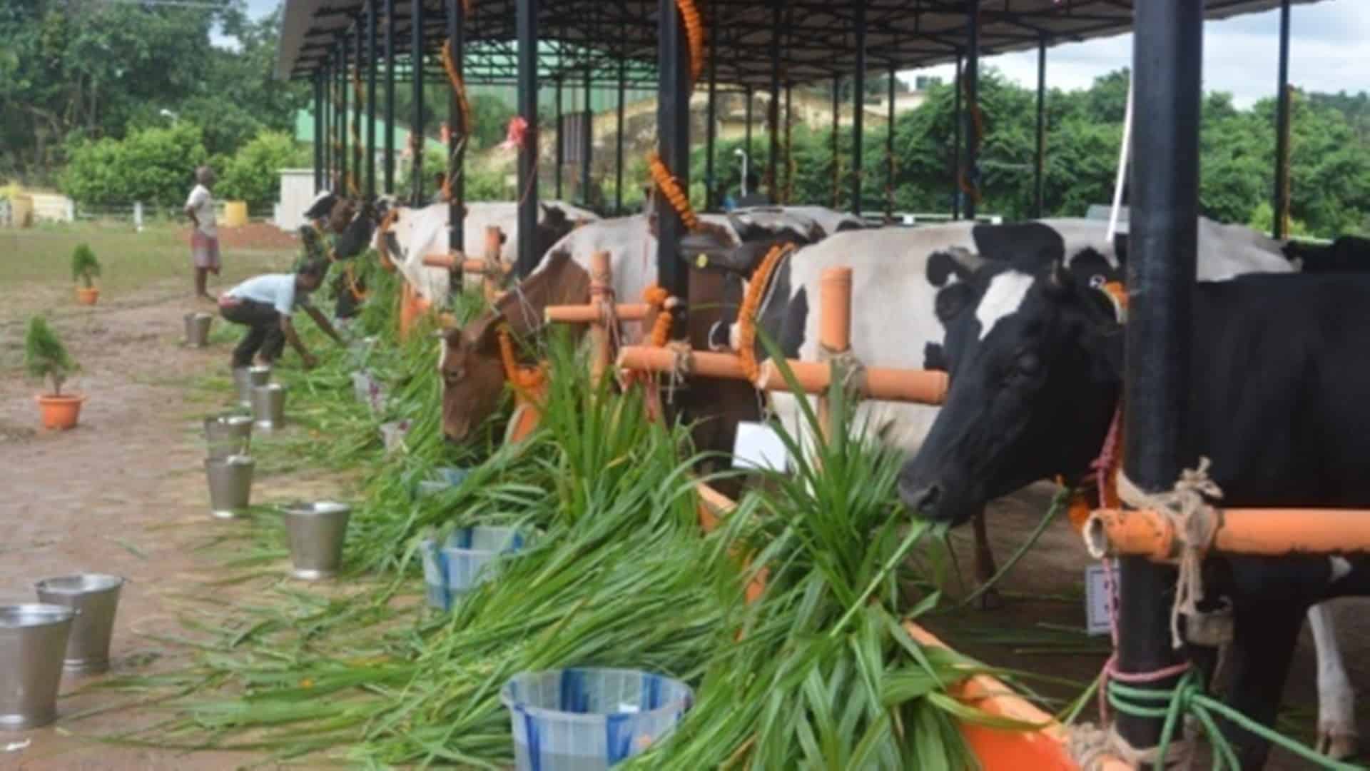 Web version of e-GOPALA app unveiled to aid dairy farmers