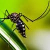Experts deliberate on True Burden of Malaria in India