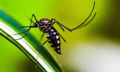 Experts deliberate on True Burden of Malaria in India