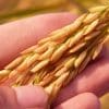 Centre expects record 150 mn tonnes kharif foodgrain output this year