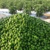 KissanPro signs pact with Barakat Vegetable & Fruit to help farmers sell produces in Middle East