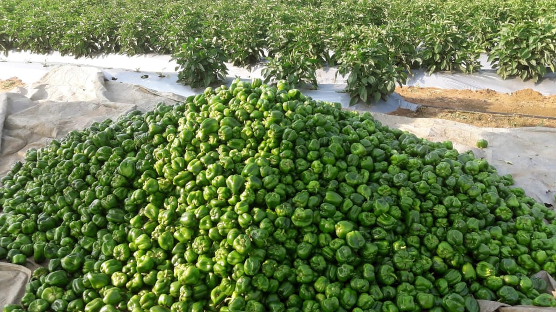 KissanPro signs pact with Barakat Vegetable & Fruit to help farmers sell produces in Middle East