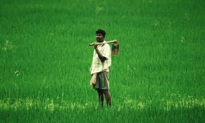Centre to cross check farmers land records before paddy procurement