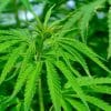 Smartphone sensor can pinpoint person experiencing cannabis intoxication