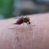 Need to improve Malaria surveillance quality, say experts