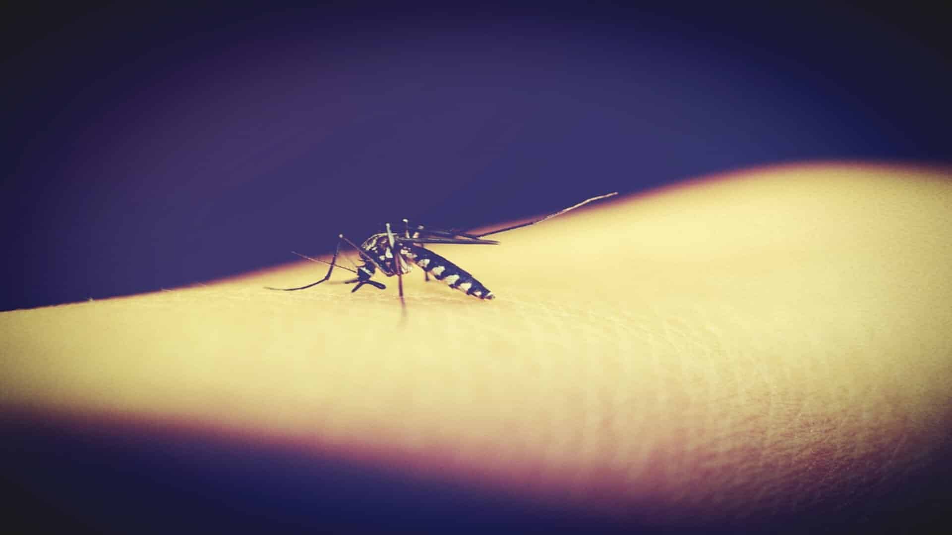 Maharashtra records spike in dengue and chikungunya cases across state