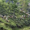 Tea industry heading towards crisis Planters' body