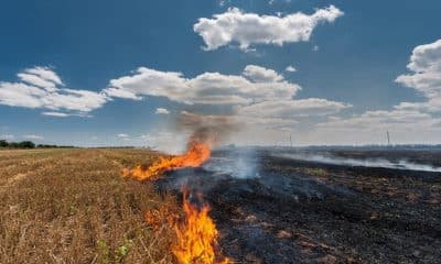 Drop in stubble burning by over 51% this season: Air Quality Panel