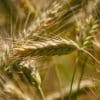 Wheat sowing down marginally at 333.97 lakh hectares so far this rabi season: Agri Min