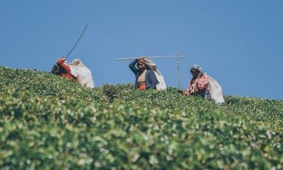 Tea industry wants schemes to help boost exports from India