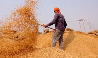 'Centre cooperating with all states on paddy procurement, following uniform policy'