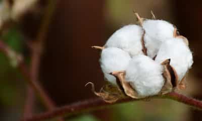 The government's decision to waive customs duty on cotton imports will help boost exports of value added products of textiles,