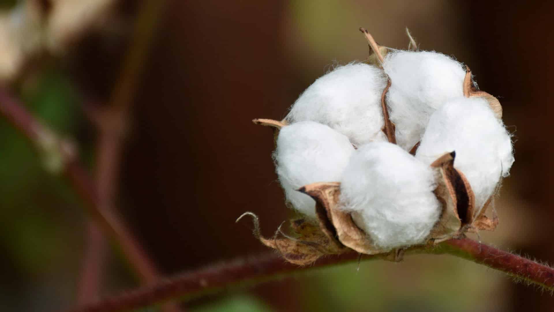 The government's decision to waive customs duty on cotton imports will help boost exports of value added products of textiles,