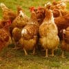 China records first ever human case of H3N8 bird flu