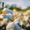 Centre to set up Cotton Council of India to improve fibre's productivity