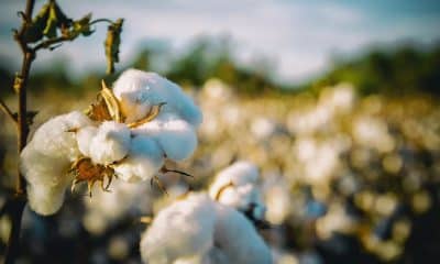 Centre to set up Cotton Council of India to improve fibre's productivity