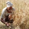 Wheat export ban to deprive farmers of a great economic opportunity